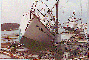 [Point Ledge after Hurrican Marilyn, St Thomas, 1995]